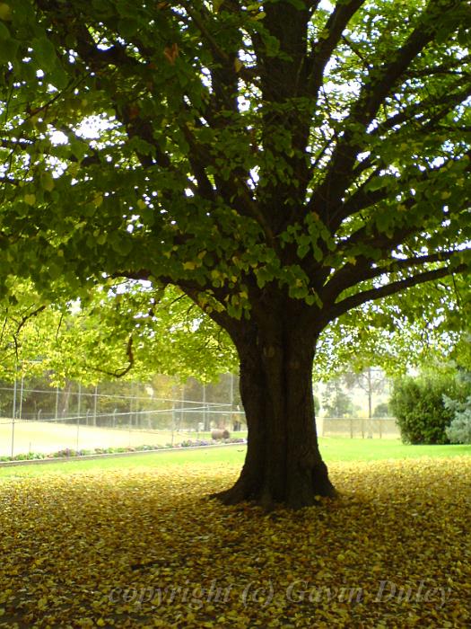 Autumnal tree, University of New England DSC00417.JPG